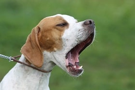 barkingmad002