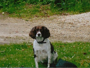 Dog Training Glasgow