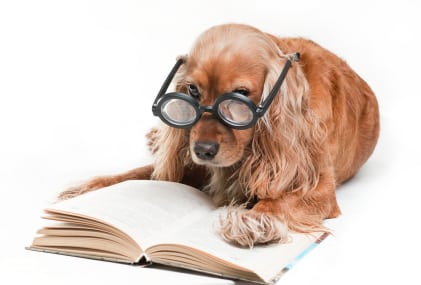 Cocker spaniel