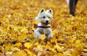 dogs-and-autumn