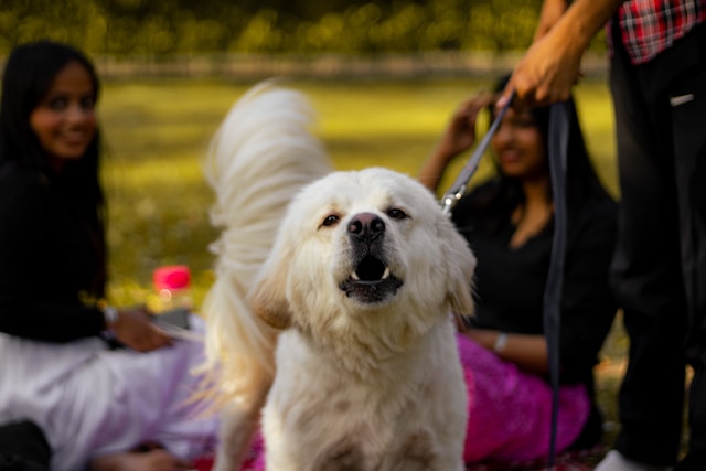Understanding Redirected Aggression In Dogs - Pawsitive Solutions